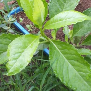 Longevity Spinach Plants - 2 Live Bare Roots, Indoor/Outdoor Vegetable Plants