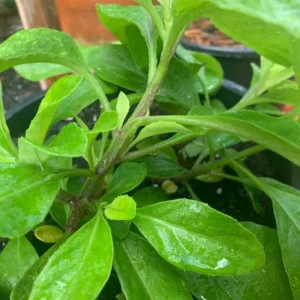 Longevity Spinach Plants - 2 Live Bare Roots, Indoor/Outdoor Vegetable Plants