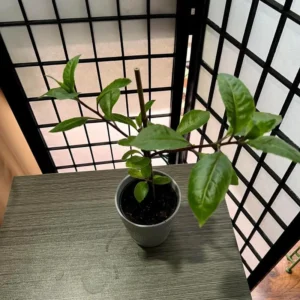 Longevity Spinach Plants - 2 Live Bare Roots, Indoor/Outdoor Vegetable Plants