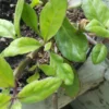 Longevity Spinach Plants - 2 Live Green Spinach Tree Plants Starter Rooted Plants