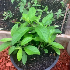 Longevity Spinach Plants - 2 Live Green Spinach Tree Plants Starter Rooted Plants