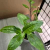 Longevity Spinach Plants - Live Seedlings 4 Inch Tall Rooted Green Vegetable Plants