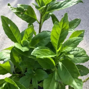 Longevity Spinach Plants - Live Seedlings 4 Inch Tall Rooted Green Vegetable Plants