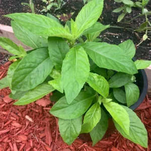 Longevity Spinach Plants - Live Seedlings 4 Inch Tall Rooted Green Vegetable Plants