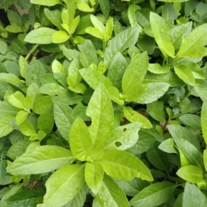 Longevity Spinach Plants - Live Seedlings 4 Inch Tall Rooted Green Vegetable Plants