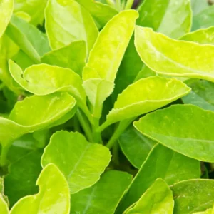 Longevity Spinach Plants - Live Seedlings 4 Inch Tall Rooted Green Vegetable Plants