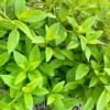 Longevity Spinach Starter Plant - Gynura Procumbens - Perennial Garden Plant - Live Plant