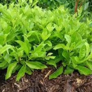 Longevity Spinach Starter Plant - Gynura Procumbens - Perennial Garden Plant - Live Plant
