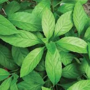 Longevity Spinach Starter Plant - Gynura Procumbens - Perennial Garden Plant - Live Plant