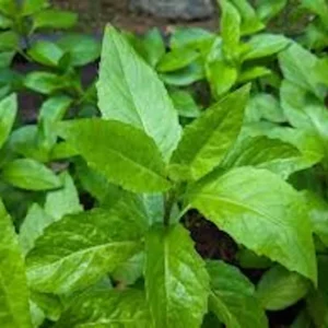Longevity Spinach Starter Plant - Gynura Procumbens - Perennial Garden Plant - Live Plant