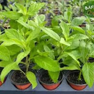 Longevity Spinach Starter Plant - Gynura Procumbens - Perennial Garden Plant - Live Plant