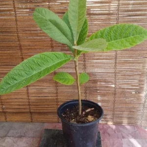 Loquat Big Jim Seedling - Tropical Fruit Tree - Garden Ready