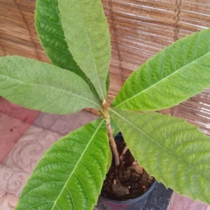 Loquat Big Jim Seedling - Tropical Fruit Tree - Garden Ready