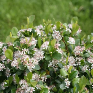 Low Scape Mound Chokeberry Plant - 4 inch Pot - Aronia - Compact Shrub