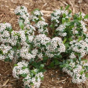 Low Scape Mound Chokeberry Plant - 4 inch Pot - Aronia - Compact Shrub