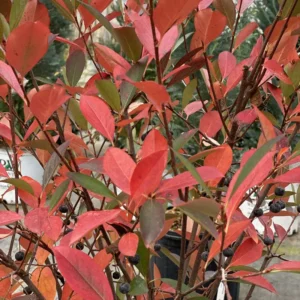 Low Scape Snowfire Chokeberry Plant - 4 inch Aronia Pot - Fall Color