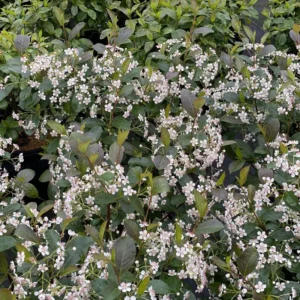 Low Scape Snowfire Chokeberry Plant - 4 inch Aronia Pot - Fall Color
