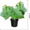 Luffa Gourd Plant Live - 2 Plants in 4 Inch Pots - Herb - Green - Spring to Summer Blooming