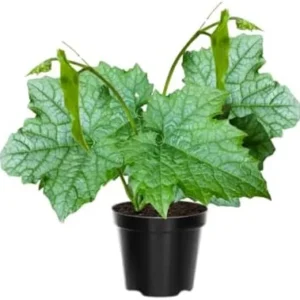Luffa Gourd Plant Live - 2 Plants in 4 Inch Pots - Herb - Green - Spring to Summer Blooming