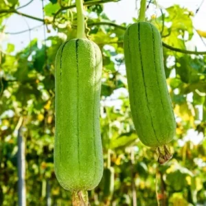 Luffa Gourd Plant Live - 2 Plants in 4 Inch Pots - Herb - Green - Spring to Summer Blooming