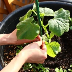Luffa Gourd Plant Live - 2 Plants in 4 Inch Pots - Herb - Green - Spring to Summer Blooming