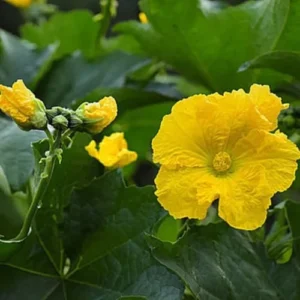 Luffa Gourd Plant Live - 2 Plants in 4 Inch Pots - Herb - Green - Spring to Summer Blooming