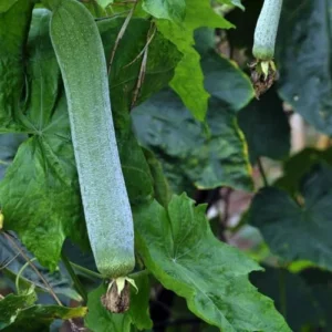 Luffa Gourd Plant Live - 2 Plants in 4 Inch Pots - Herb - Green - Spring to Summer Blooming