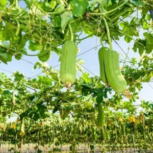 Luffa Plant Live - 4 Inch Pot - Grow Loofah Sponges Indoor/Outdoor