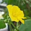 Luffa Plants 2-Pack - Loofah Vegetable Plant Seedlings - Outdoor Planting