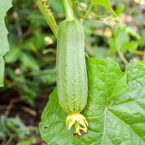 Luffa Plants 2-Pack - Loofah Vegetable Plant Seedlings - Outdoor Planting