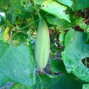 Luffa Plants 2-Pack - Loofah Vegetable Plant Seedlings - Outdoor Planting