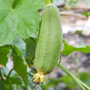 Luffa Plants 2-Pack - Loofah Vegetable Plant Seedlings - Outdoor Planting