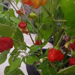 Mad Hatter Pepper Plants Set - Bishop's Crown Seedlings 4-6 Inch - Edible Peppers