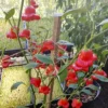 Mad Hatter Pepper Plants - Set of 2 Bishop’s Crown Seedlings 4-6 Inch Tall Mildly Spicy