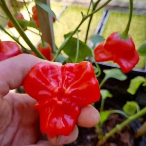 Mad Hatter Pepper Plants - Set of 2 Bishop’s Crown Seedlings 4-6 Inch Tall Mildly Spicy