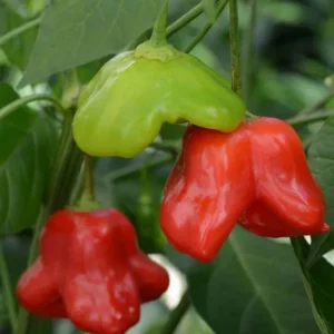 Mad Hatter Pepper Plants - Set of 2 Bishop’s Crown Seedlings 4-6 Inch Tall Mildly Spicy