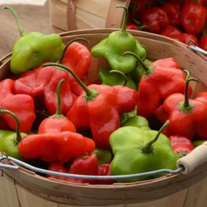 Mad Hatter Pepper Plants - Set of 2 Bishop’s Crown Seedlings 4-6 Inch Tall Mildly Spicy