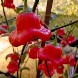 Mad Hatter Pepper Plants - Set of 2 Bishop’s Crown Seedlings 4-6 Inch Tall Mildly Spicy