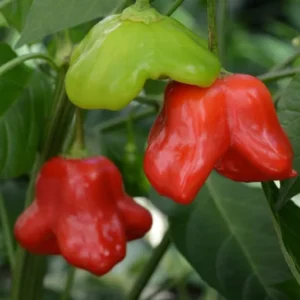 Mad Hatter Pepper Plants - Set of 2 Bishop’s Crown Seedlings 4-6 Inch Tall Mildly Spicy