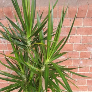 Madagascar Dragon Tree Live Plant + FREE Plant Food Indoor Houseplant 25 to 30"