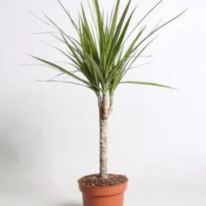 Madagascar Dragon Tree Live Plant + FREE Plant Food Indoor Houseplant 25 to 30