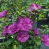 Magenta Chiffon Rose of Sharon Hibiscus - 4 Inch Pot - Magenta - Flowering Shrub
