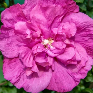 Magenta Chiffon Rose of Sharon Hibiscus - 4 Inch Pot - Magenta - Flowering Shrub