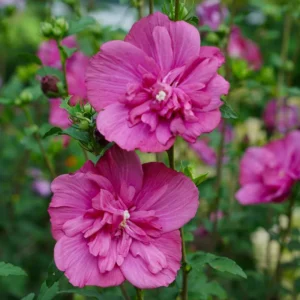 Magenta Chiffon Rose of Sharon Hibiscus - 4 Inch Pot - Magenta - Flowering Shrub
