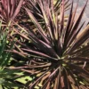 Magenta Magic Yucca aloifolia - Purple Foliage Plant - 4 inch Pot - Indoor/Outdoor
