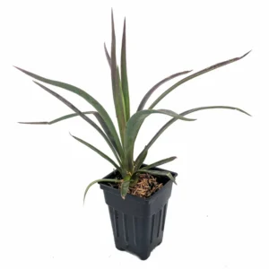 Magenta Magic Yucca aloifolia - Purple Foliage Plant - 4 inch Pot - Indoor/Outdoor
