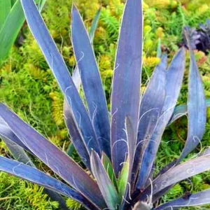 Magenta Magic Yucca aloifolia - Purple Foliage Plant - 4 inch Pot - Indoor/Outdoor