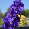 Magic Fountains Delphinium Dark Blue Bee Plant 2.5" Pot - Garden Flower