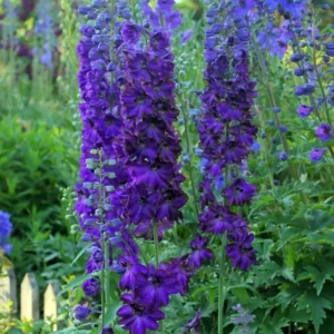 Magic Fountains Delphinium Dark Blue Bee Plant 2.5" Pot - Garden Flower