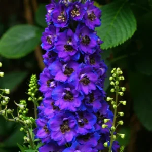 Magic Fountains Delphinium Dark Blue Bee Plant 2.5